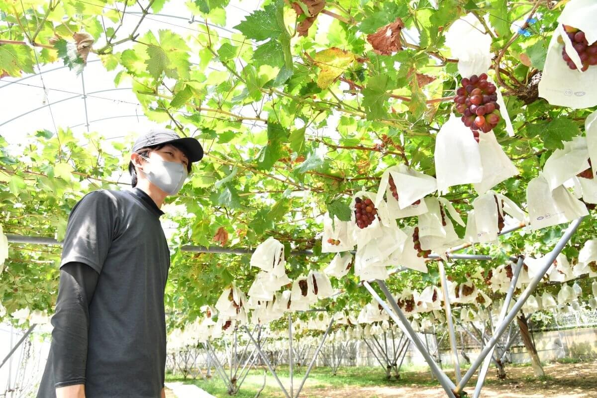 Shukaen: Cultivating Tradition, Nurturing Excellence in Grape Farming