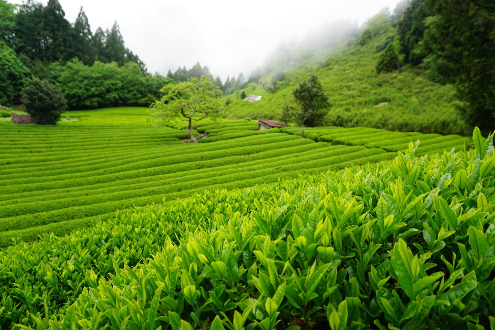 Honyama Matcha: Tea from Japan’s Alpines
