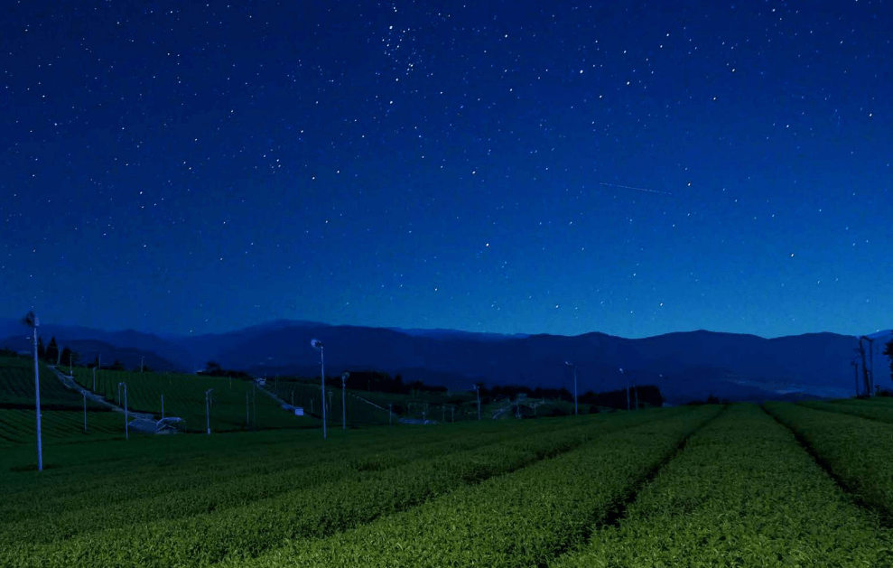 Hoshino Seichaen: Cultivating Tea Under The Stars