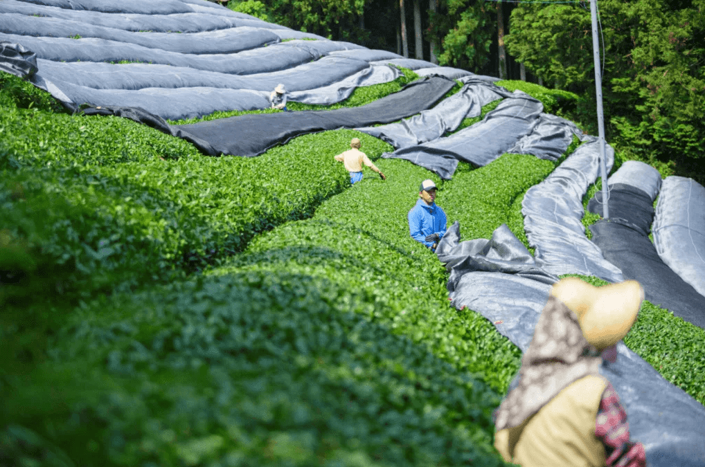 maruyama farm