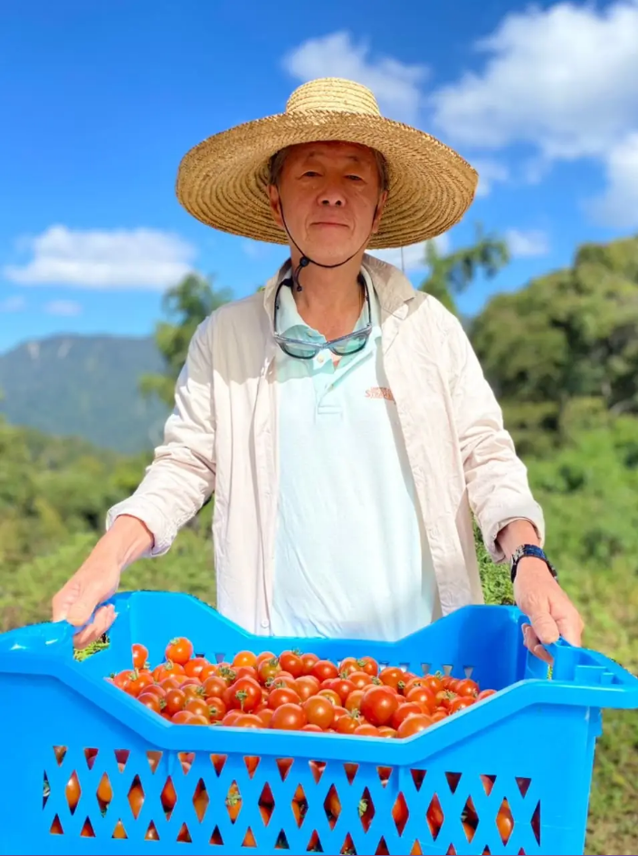 Momo Fresh: A Blossoming Oasis of Compost-Grown Momotaro Tomatoes